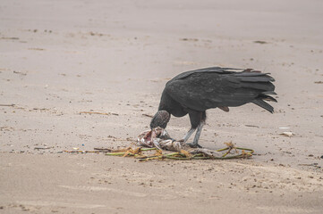 This image depicts black vultures (Coragyps atratus) scavenging on a dead fish carcass on a sandy beach, with sparkling ocean waves in the background. It highlights the cycle of life and scavengers' r