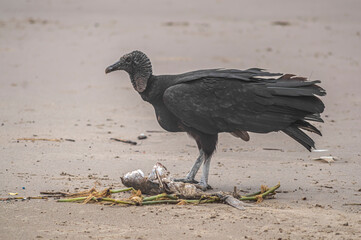 This image depicts black vultures (Coragyps atratus) scavenging on a dead fish carcass on a sandy beach, with sparkling ocean waves in the background. It highlights the cycle of life and scavengers' r