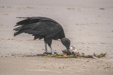 This image depicts black vultures (Coragyps atratus) scavenging on a dead fish carcass on a sandy...