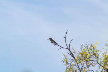 European bee-eater bird sitting on a tree branch with a blue background