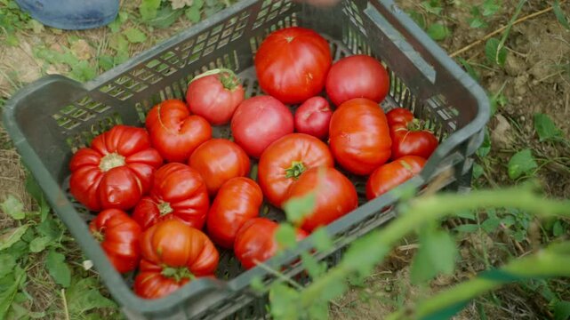 Hands placing ripe tomatoes into a crate during harvest in a lush garden. Concept of organic agriculture, fresh produce, and sustainable gardening practices.