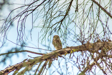 Silent Watchers: Little Owl Birds Perched on Tree