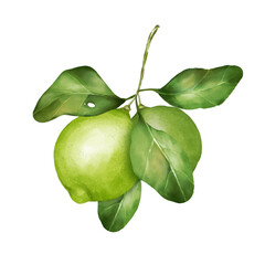 Lime illustration. Citrus fruit branch lime