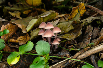 a bunch of small mushrooms in the wet leaves of the autumn forest