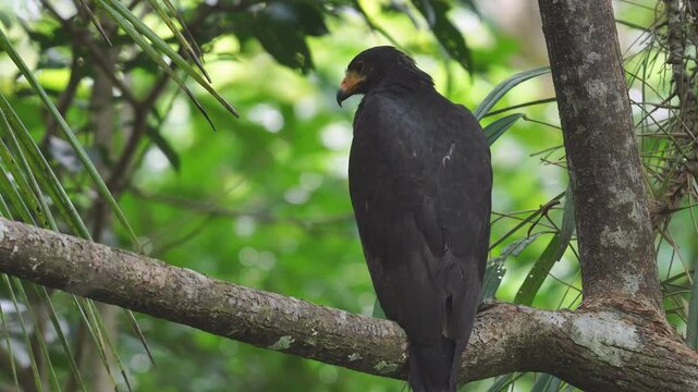 ave exotica de Colombia gavilan sobre arbol