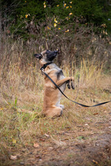 A red-haired big dog, a Belgian Shepherd, sits on his hind legs, his front paws tucked up like a bunny in an autumn forest in a collar on a leash