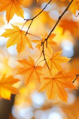 Fototapeta premium Golden Autumn Leaves: A Close-Up View of Nature's Beauty