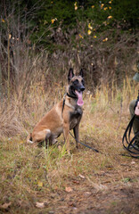 A red-haired big dog, a Belgian shepherd, sits in the autumn forest in a collar on a leash, ears pricked up