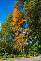 Fototapeta premium Stately Fall Tree