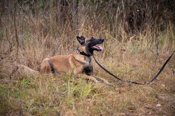 A red-haired big dog, a Belgian shepherd, lies and rejoices in the autumn forest in a collar on a leash