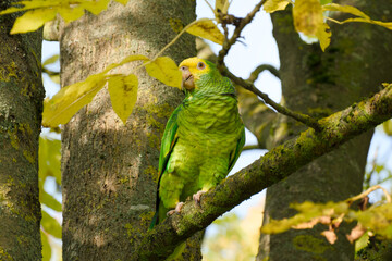 yellow-headed amazon parrot is perching on a tree branch close-up