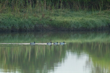 Graceful Aquatics: Ducks Glide Amidst Rippling Waters