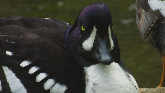 Barrow's Goldeneye in Action. Bucephala islandica.