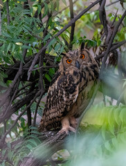 A Rock eagle owl perched on a ledge in a creek on the outskirts of Bhigwan, Maharastra
