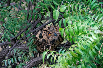 A Rock eagle owl perched on a ledge in a creek on the outskirts of Bhigwan, Maharastra