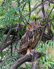 A Rock eagle owl perched on a ledge in a creek on the outskirts of Bhigwan, Maharastra