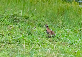 A rain quail singing  and feeding in the grasslands of Bhigwan on the outskirts of Pune, Maharastra