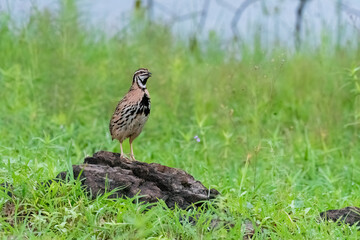 Fototapeta premium A rain quail singing and feeding in the grasslands of Bhigwan on the outskirts of Pune, Maharastra