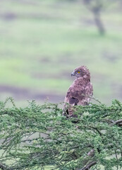 A short-toed snake eagle perched on top of a thorny tree branch in the grasslands of Bhigwan, Maharastra