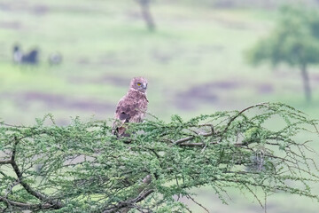 A short-toed snake eagle perched on top of a thorny tree branch in the grasslands of Bhigwan, Maharastra