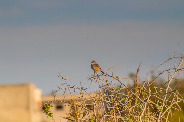 Arboreal Serenades: Zitting Cisticola Birds Amongst the Trees