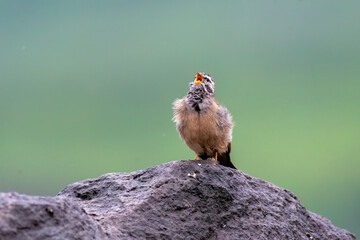 A striolated bunting calling loud during rains will sitting on a boulder on a hill on the outskirts of Pune town, Maharashtra 