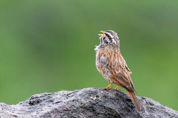 A striolated bunting calling loud during rains will sitting on a boulder on a hill on the outskirts...