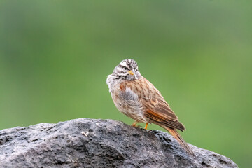 A striolated bunting calling loud during rains will sitting on a boulder on a hill on the outskirts of Pune town, Maharashtra 