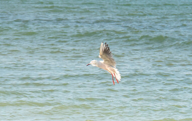Seaside Wanderers: Slender-billed Gulls Gliding Over the Sea