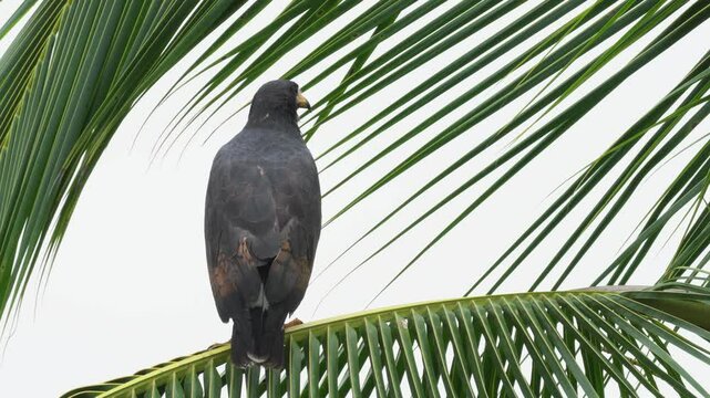 Busardo o Gavilan sobre una palmera