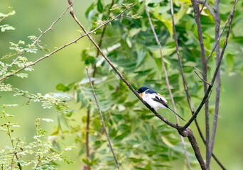 A white-bellied Minivet perched on a tree branch on the outskirts of pune city in Maharastra