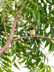 A white-bellied Minivet perched on a tree branch on the outskirts of pune city in Maharastra