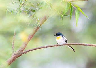 Fototapeta premium A white-bellied Minivet perched on a tree branch on the outskirts of pune city in Maharastra