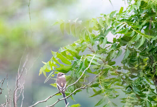 A white-bellied Minivet perched on a tree branch on the outskirts of pune city in Maharastra