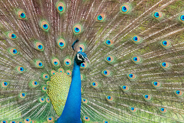 Fototapeta premium An adult peacock dancing showing its elegant feathers to attract females in Nagarhole tiger reserve Kabini in Karnataka