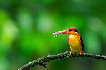 An Oriental dwarf kingfisher perched on top of a tree branch in the deep jungles on the outskirts of Panvel, Maharastra on a rainy monsoon day