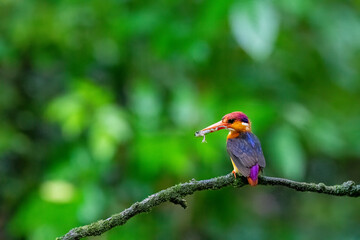 An Oriental dwarf kingfisher perched on top of a tree branch in the deep jungles on the outskirts of Panvel, Maharastra on a rainy monsoon day