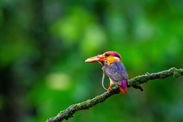 An Oriental dwarf kingfisher perched on top of a tree branch in the deep jungles on the outskirts of Panvel, Maharastra on a rainy monsoon day