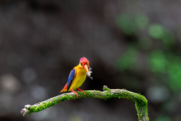 An Oriental dwarf kingfisher perched on top of a tree branch in the deep jungles on the outskirts of Panvel, Maharastra on a rainy monsoon day