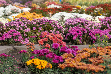 Obraz premium Bright flowers of multi-colored chrysanthemums in the park on a sunny autumn day.