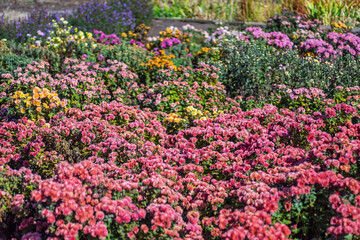Bright flowers of multi-colored chrysanthemums in the park on a sunny autumn day.