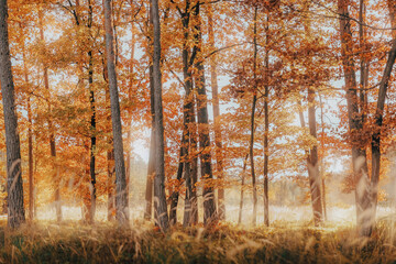 Obraz premium Autumn Forest