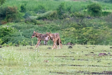 A group of wolfs walking in the grasslands of Bhigwan bird sanctuary, Maharashtra 