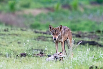 A group of wolfs walking in the grasslands of Bhigwan bird sanctuary, Maharashtra 
