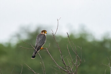 A red necked falcon perched on top of a thorny perch in the grasslands of Bhigwan, Maharastra