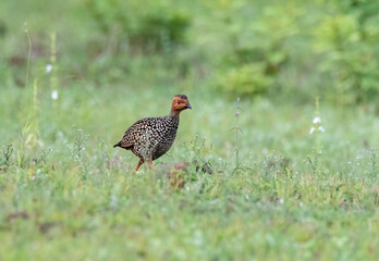 A painted francolin running in the grasslands of Bhigwan in Maharastra