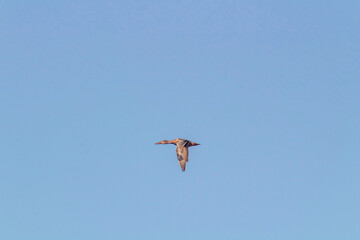 Green-winged teal Flying in a Blue Sky