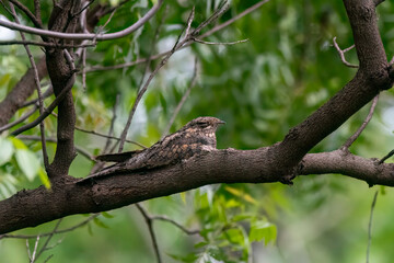 A jungle nightjar resting on a tree branch on the outskirts of Bhigwan, Maharstra