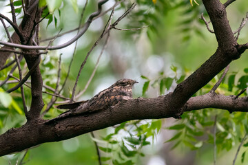 Fototapeta premium A jungle nightjar resting on a tree branch on the outskirts of Bhigwan, Maharstra