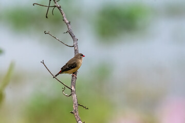 A group of red munia aka red avadavat perched on a small twig close to a water body on the outskirts of Bhigwan, Maharastra